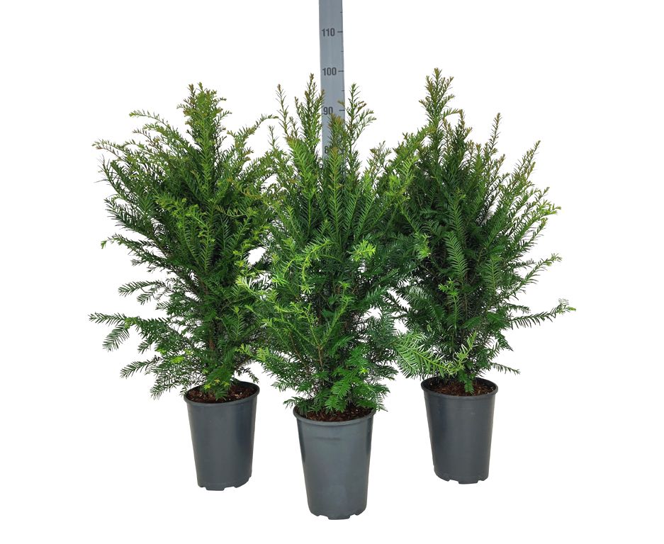 Taxus baccata 60-80 cm C4 (4 liters kruka) / 21 cm kruka