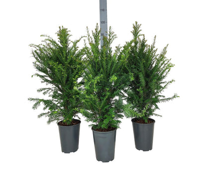 Taxus baccata 60-80 cm C4 (4 liters kruka) / 21 cm kruka