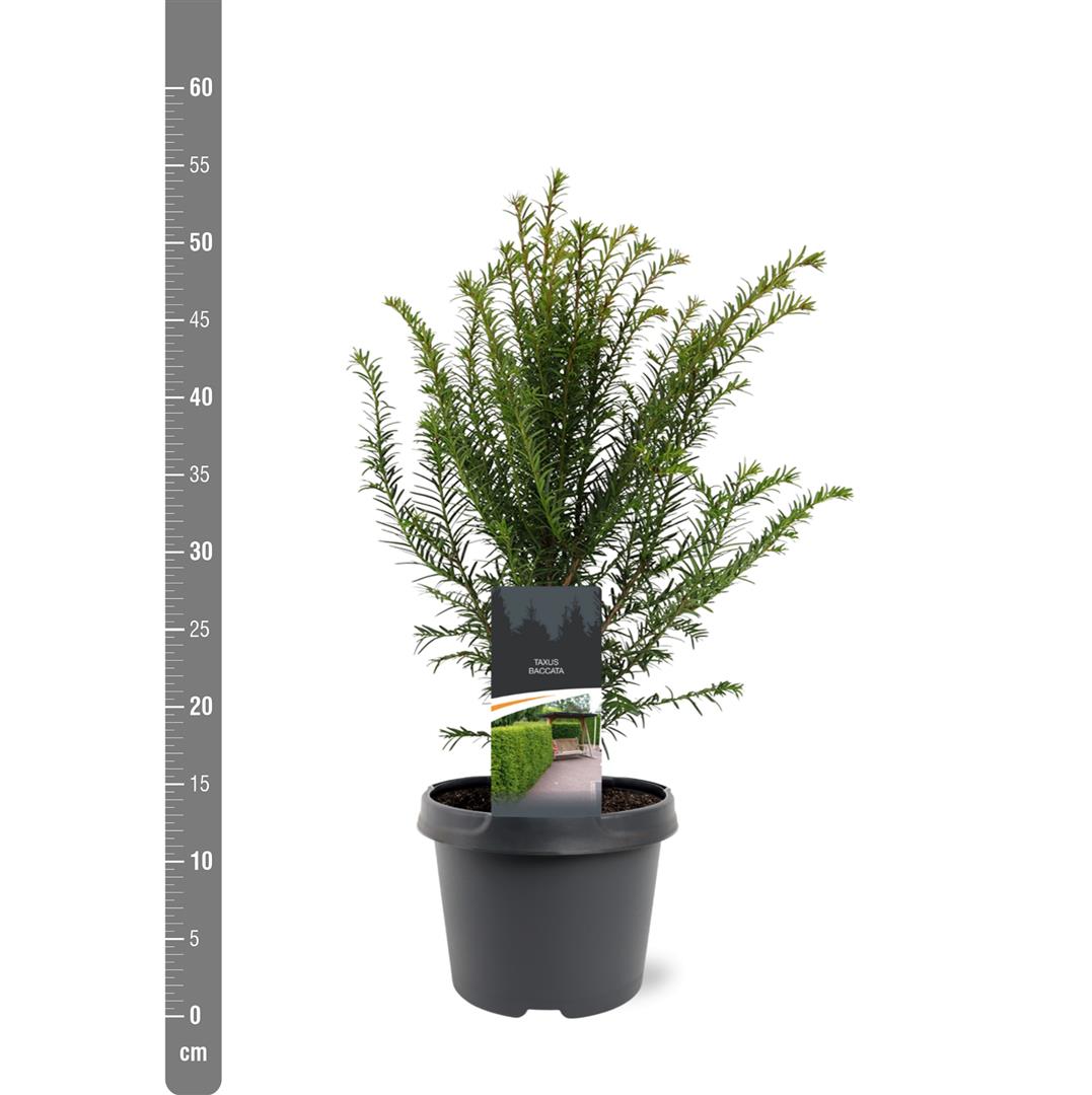 Taxus baccata C3 (3 liters kruka) / 19 cm kruka 30-40 cm