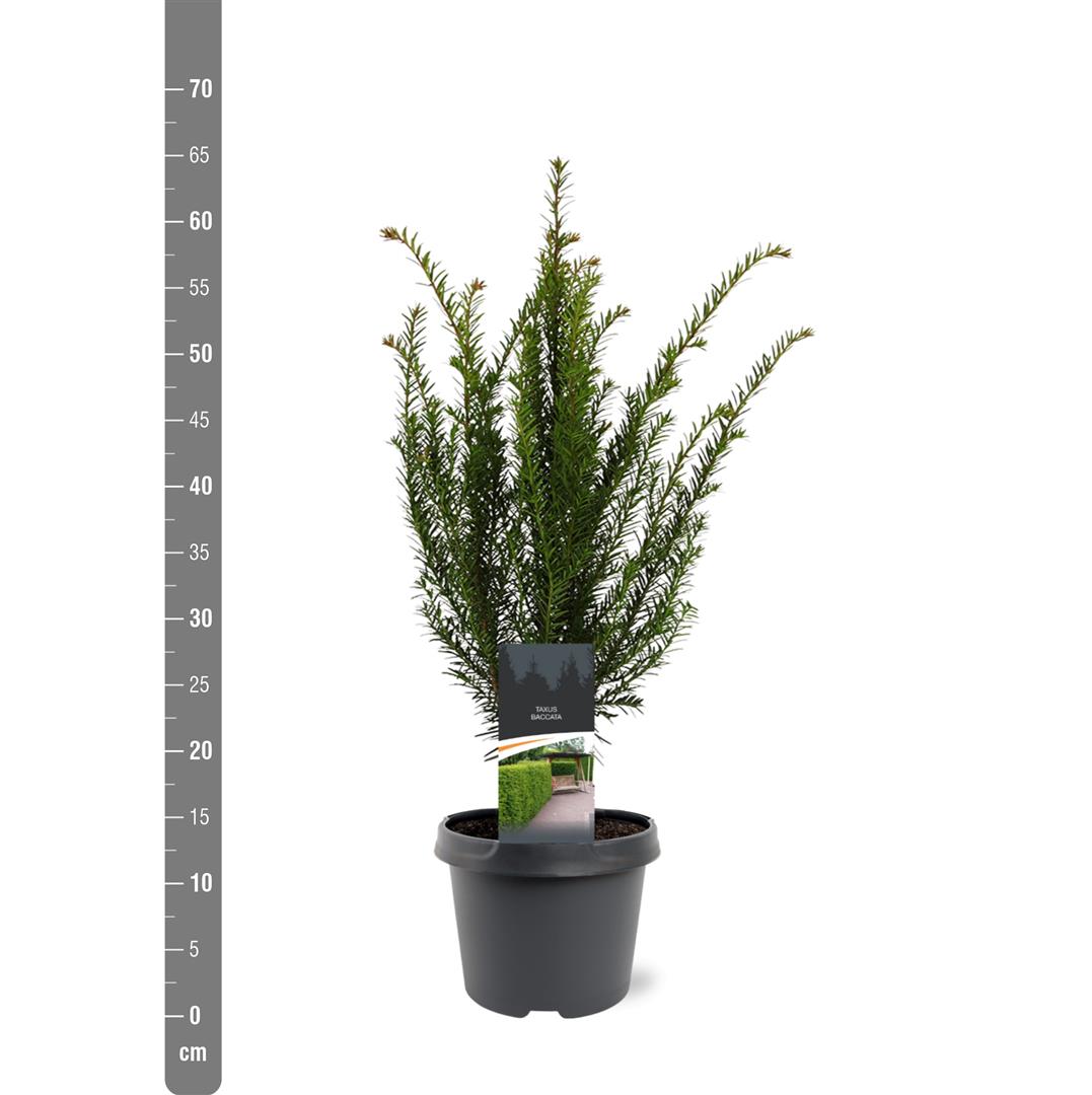 Taxus baccata C3 (3 liters kruka) / 19 cm kruka 40-50 cm