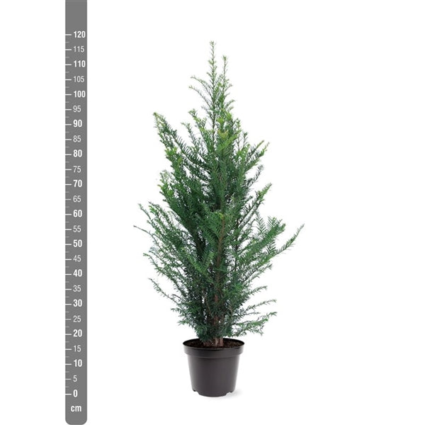 Taxus baccata C7,5 (7,5 liters kruka) 80-100 cm