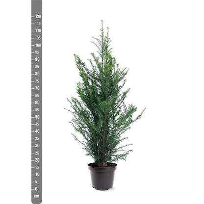 Taxus baccata C7,5 (7,5 liters kruka) 80-100 cm
