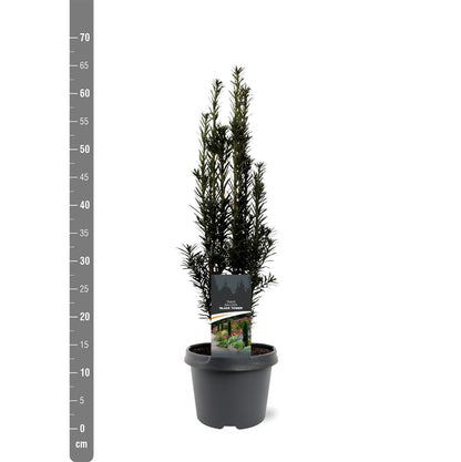 Taxus b. &
