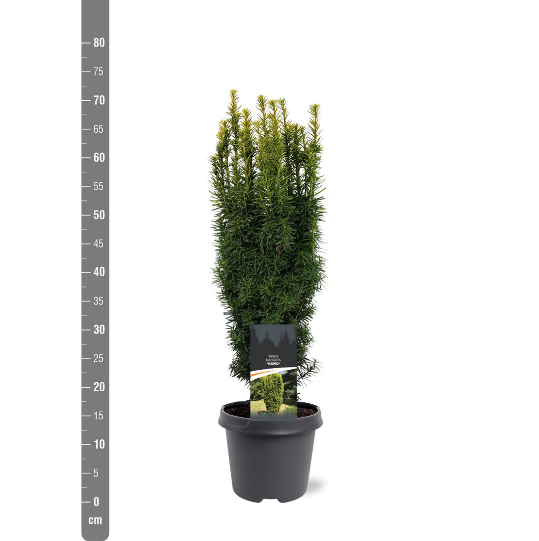 Taxus baccata &