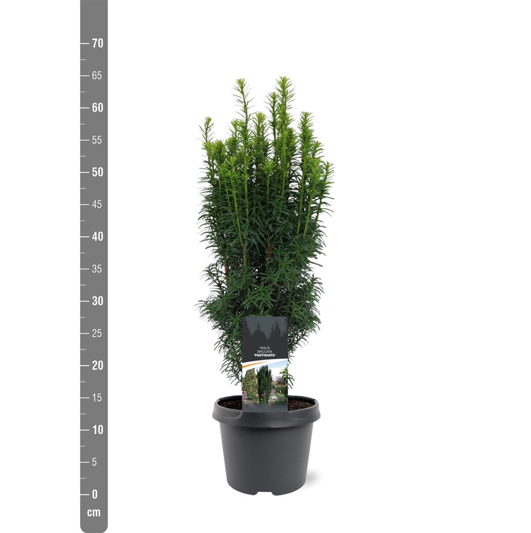 Taxus baccata &