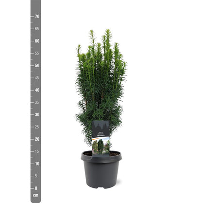 Taxus baccata &