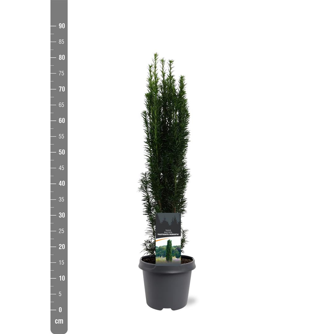 Taxus b. &
