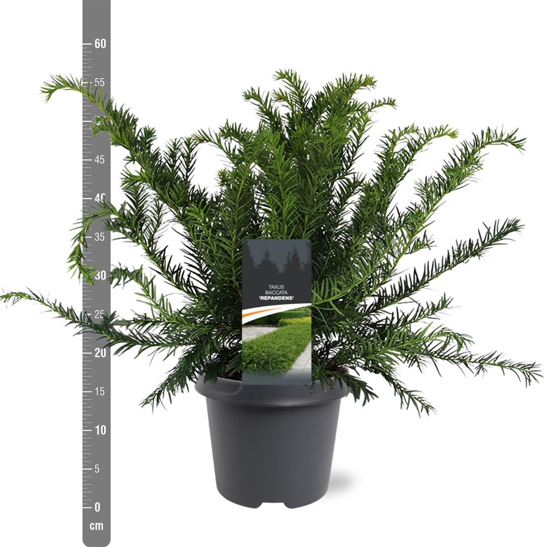 Taxus baccata &