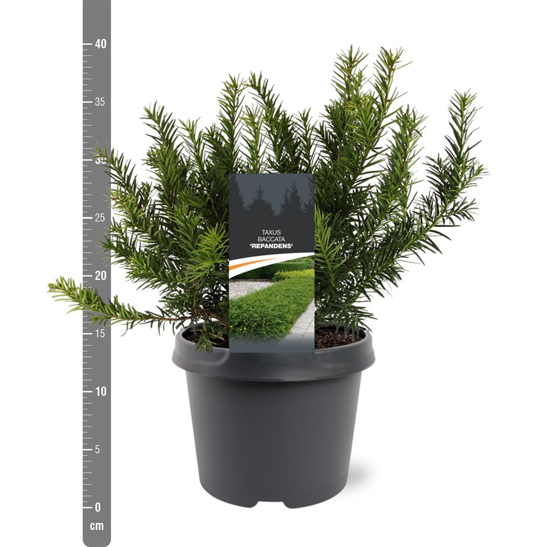 Taxus b. &