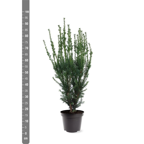 Taxus media &