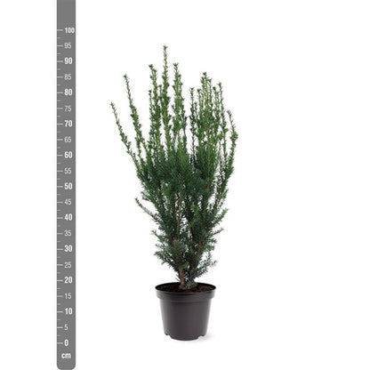 Taxus media &