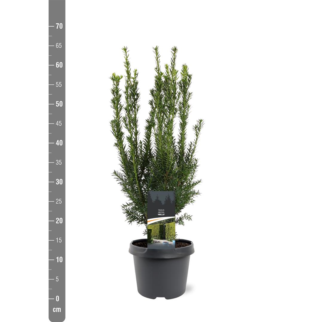 Taxus media &