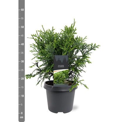 Thujopsis dolabrata C5 (5 liters kruka) / 23 cm kruka 40-50 cm
