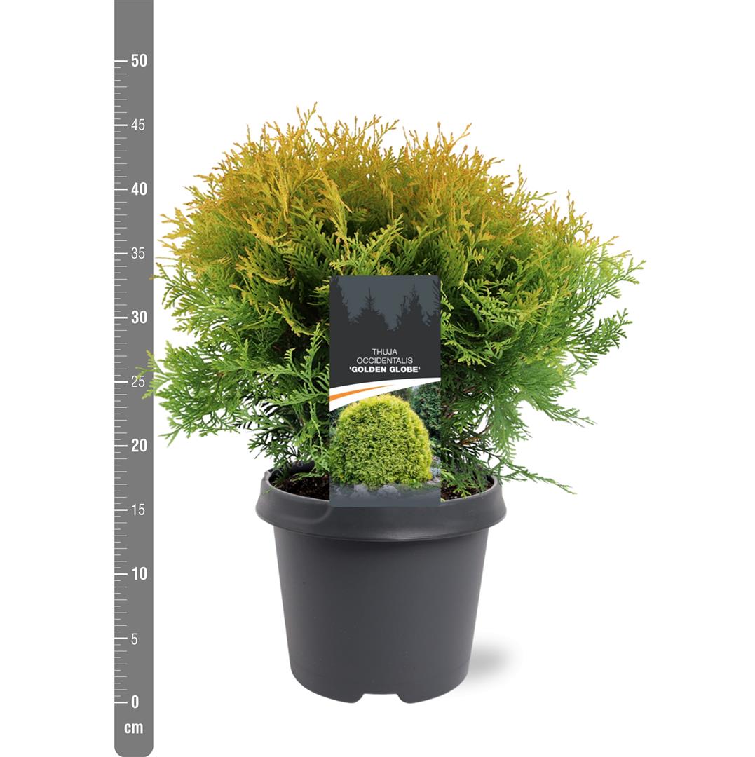 Thuja occidentalis &