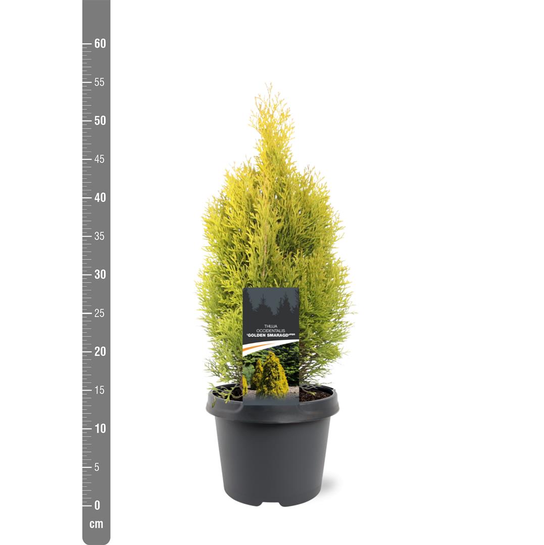 Thuja occidentalis &