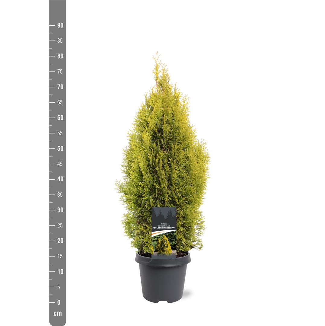 Thuja occ. &