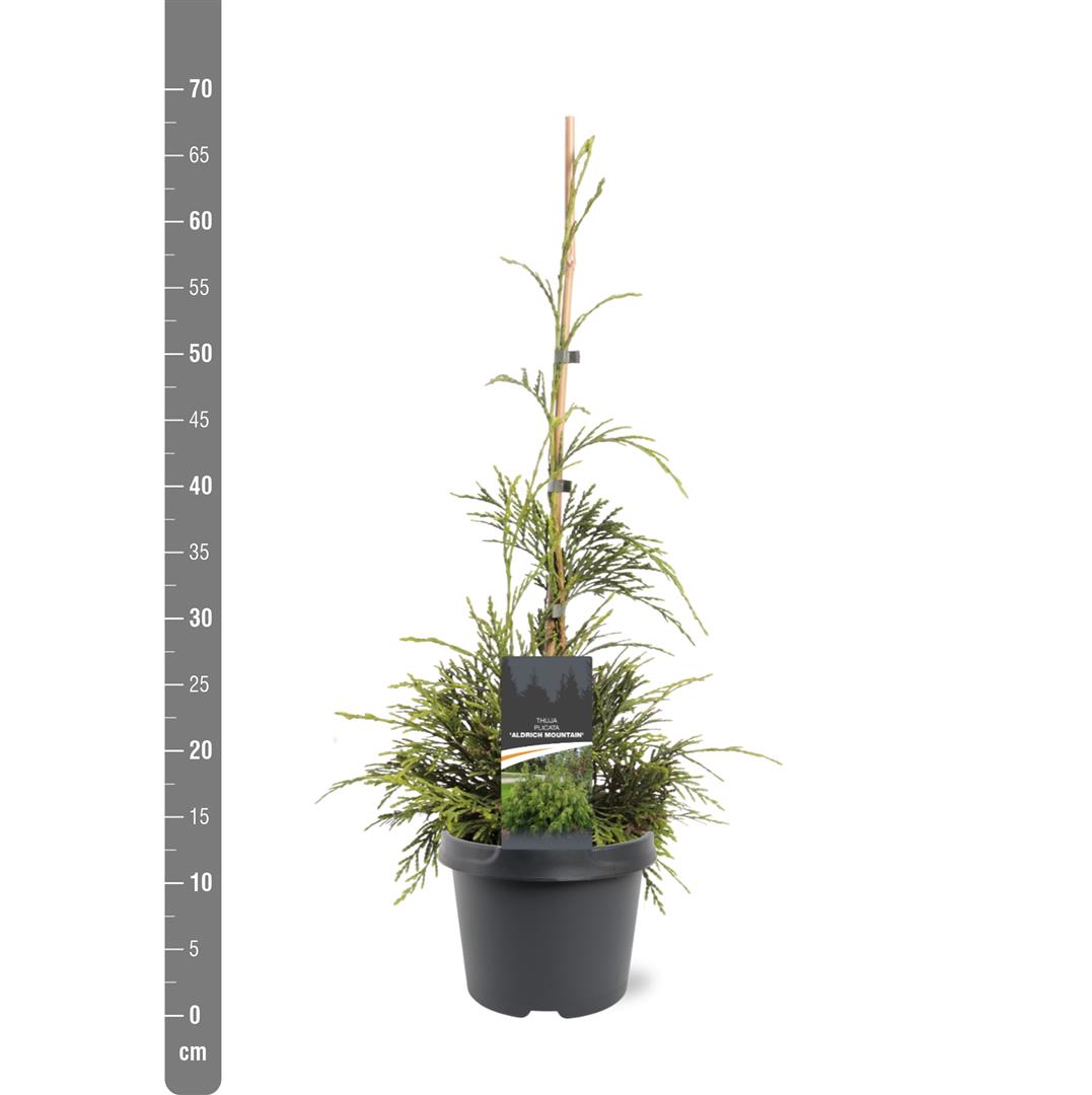 Thuja plicata &