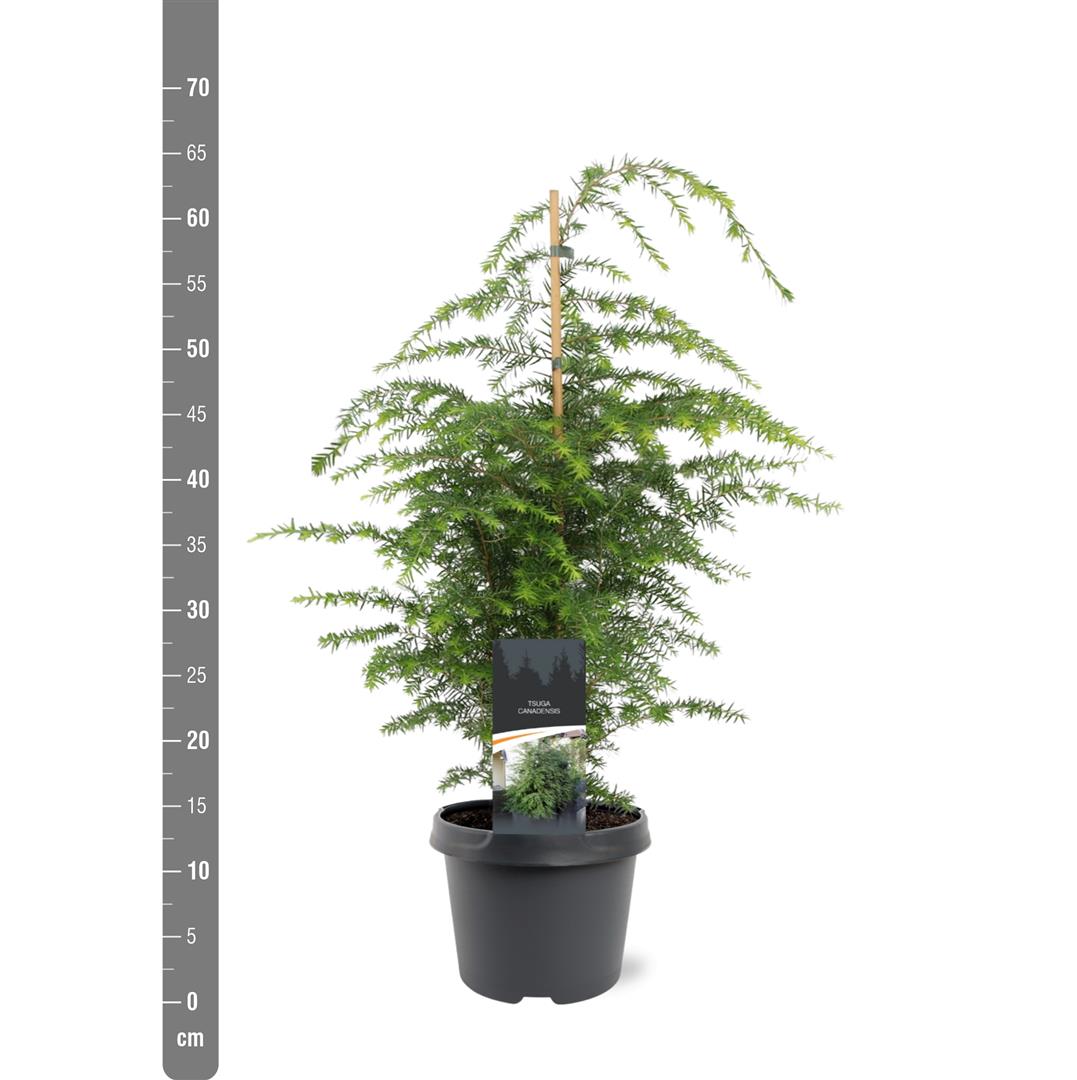 Tsuga canadensis C3 (3 liters kruka) 40-50 cm