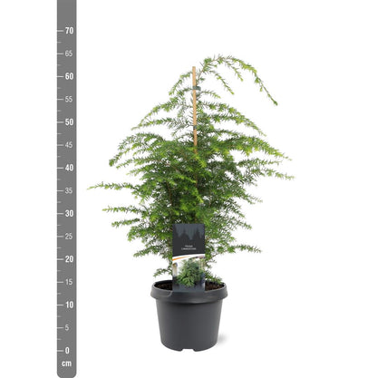 Tsuga canadensis C3 (3 liters kruka) 40-50 cm