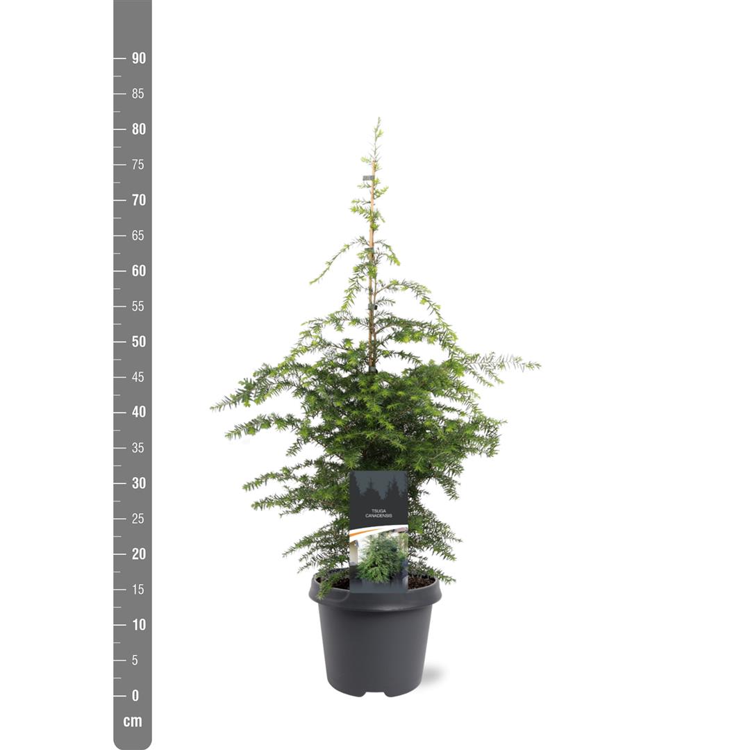Tsuga canadensis C5 (5 liters kruka) 60-80 cm
