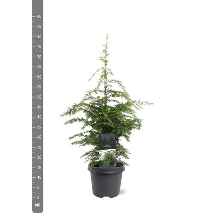 Tsuga canadensis 60-80 cm C5 (5 liters kruka)
