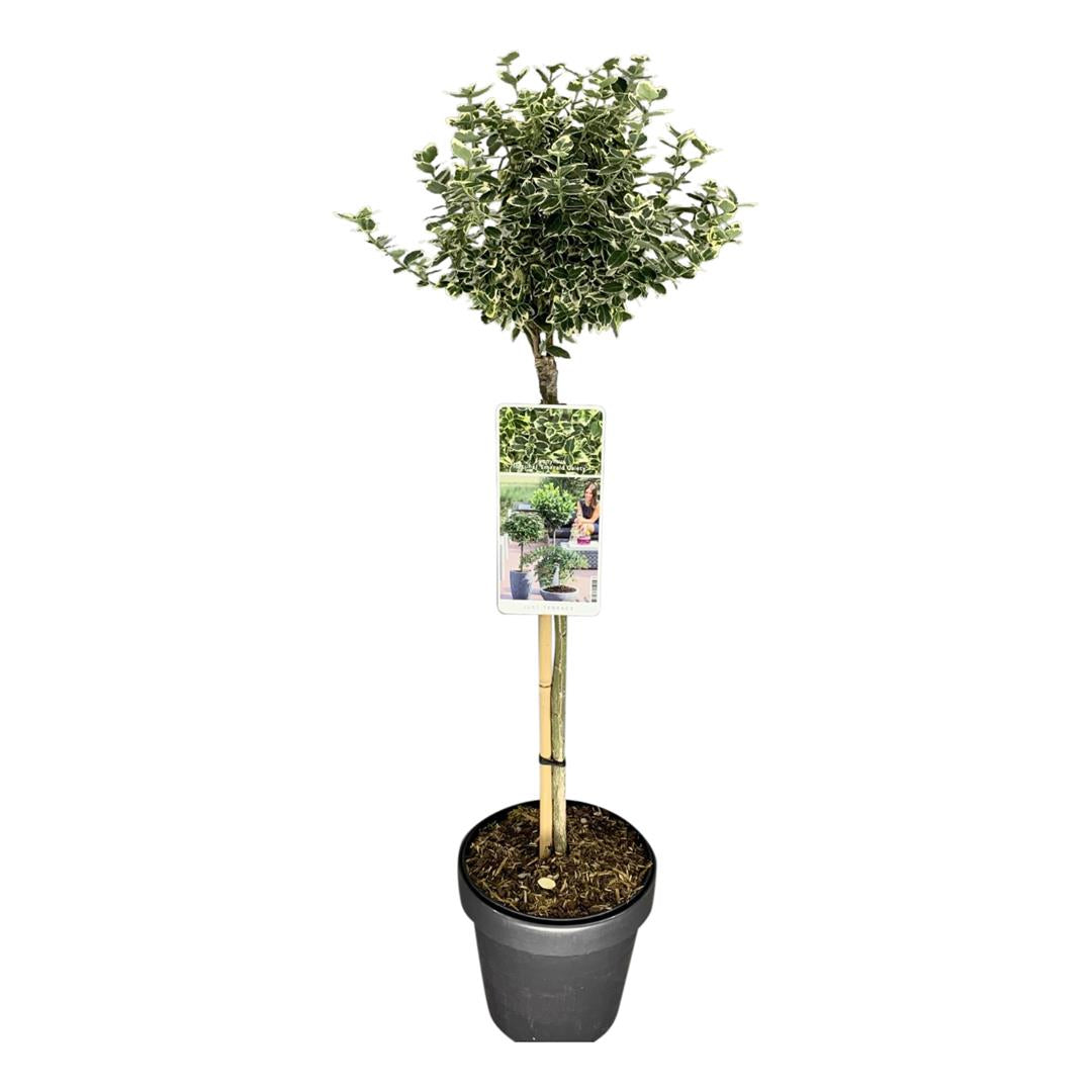 Euonymus fort. &