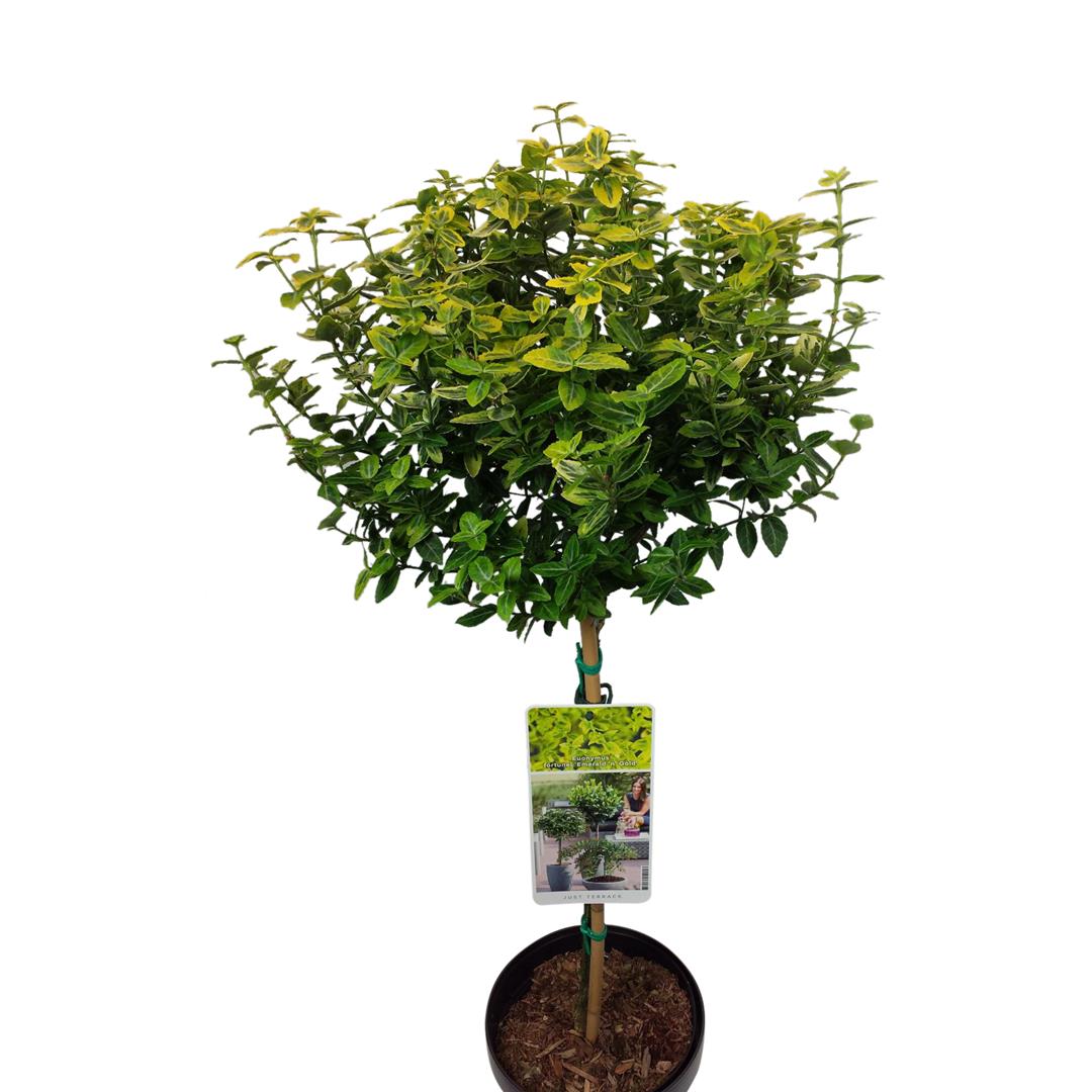 Euonymus fortunei &