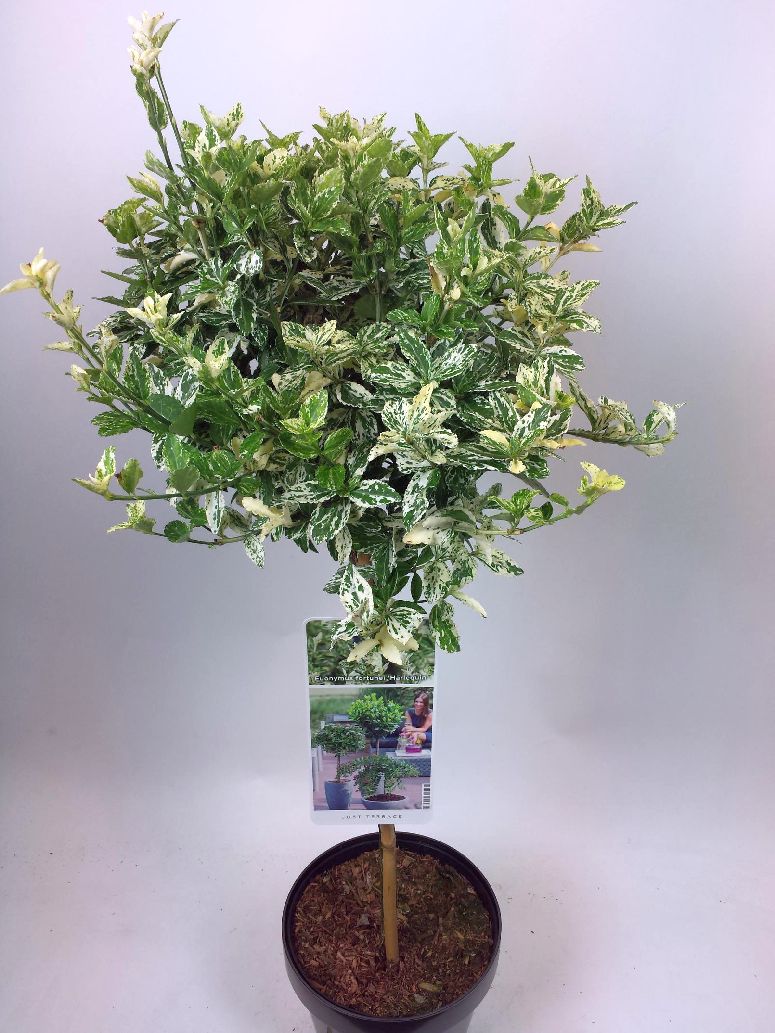 Euonymus fort. &
