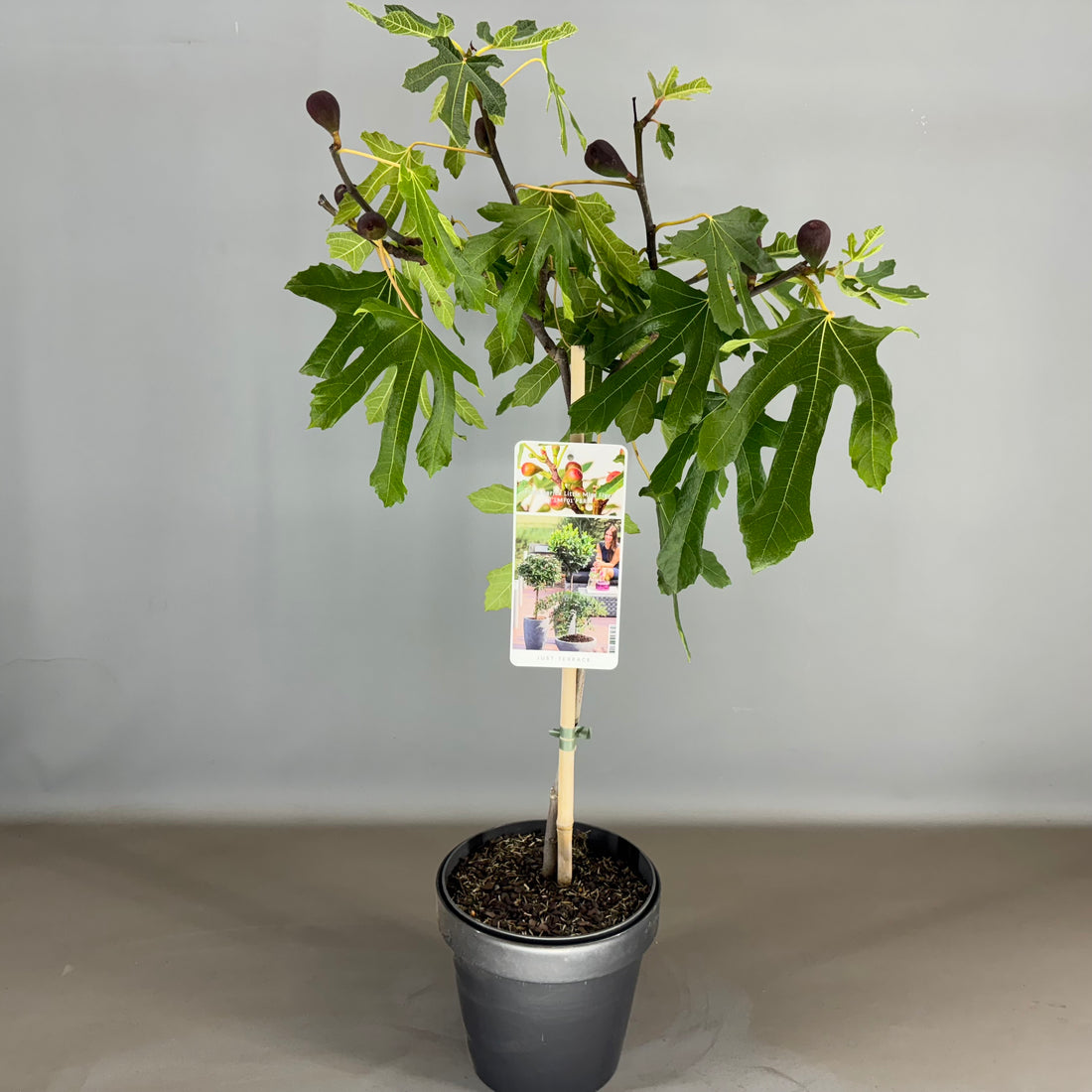 Ficus carica &