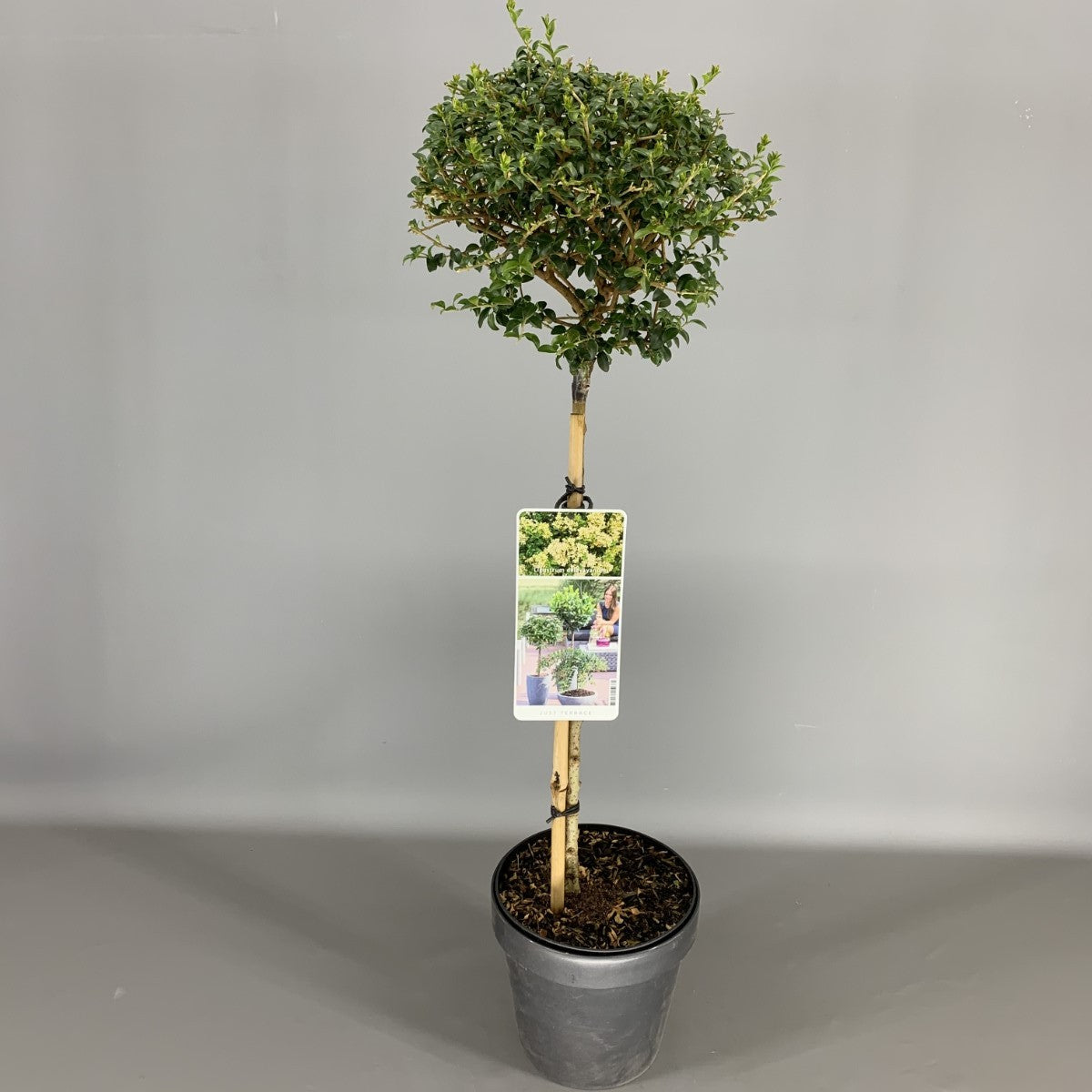 Ligustrum delavayanum 50 cm stam C9 (9 liters kruka) 3-årig krona