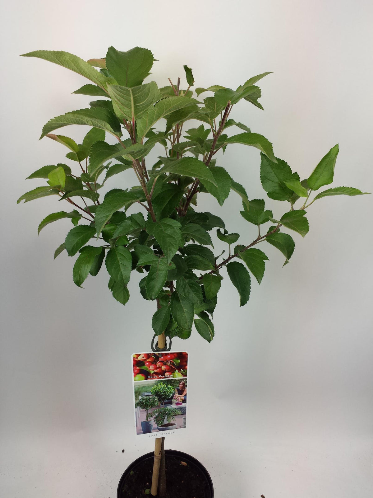 Prydnadsapel Malus &