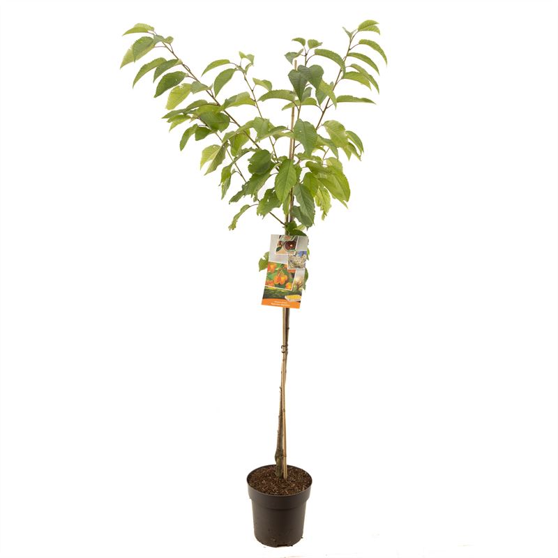 Sötkörsbär Napoleon - cont. 6,5L 60 cm stam