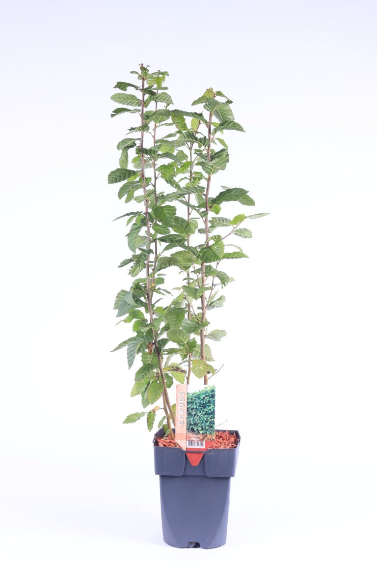 Carpinus betulus C2 (2 liters kruka) 40-50 cm