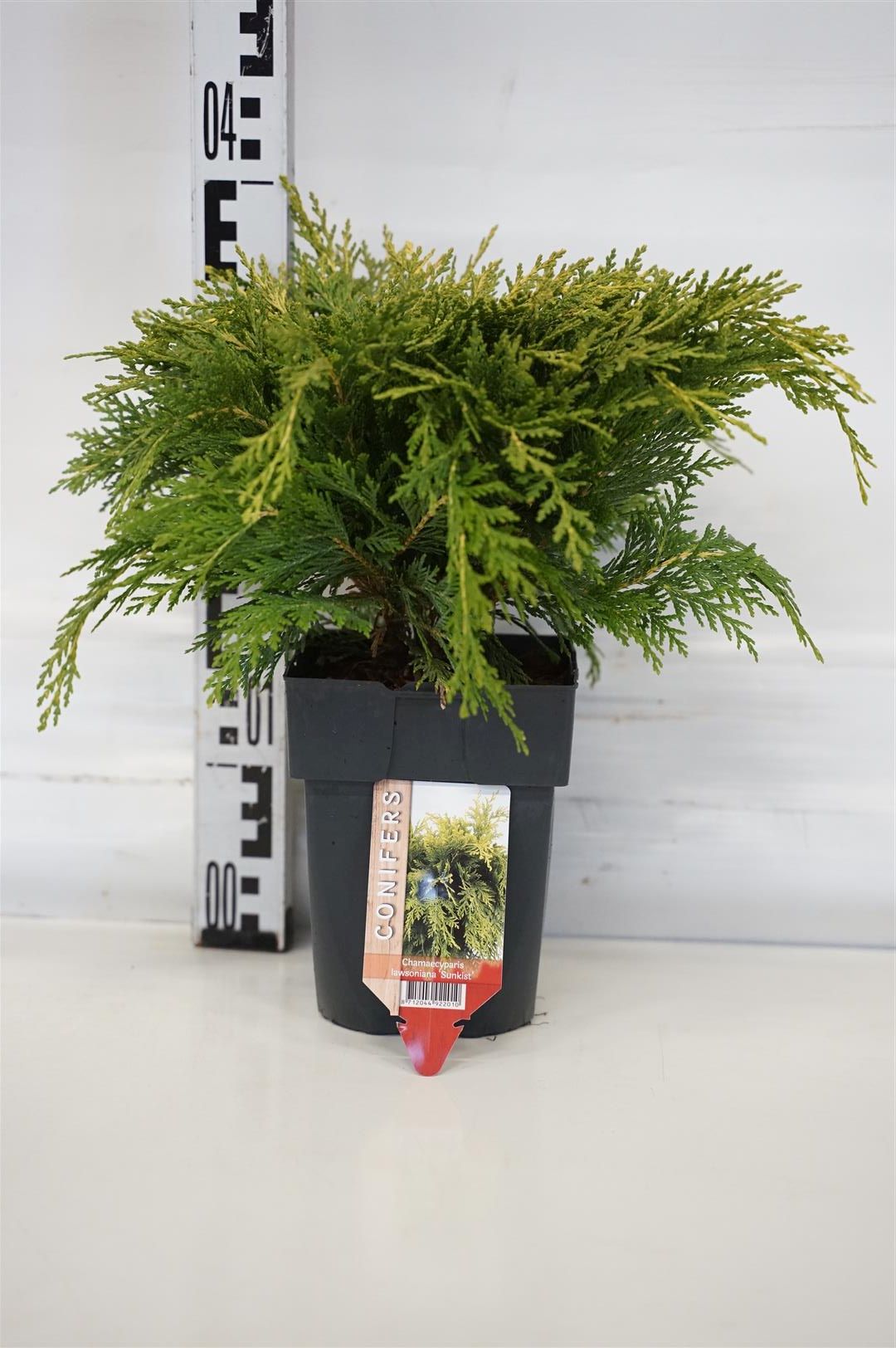 Chamaecyparis lawsoniana &