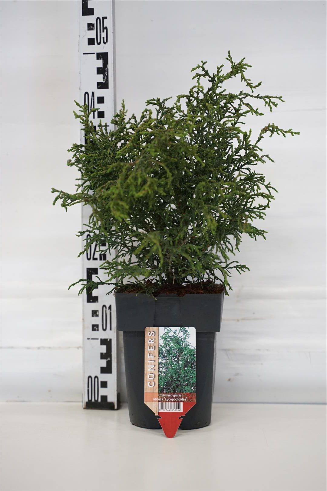 Chamaecyparis obtusa &