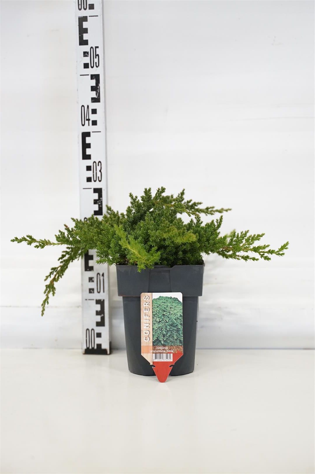 Juniperus proc. &