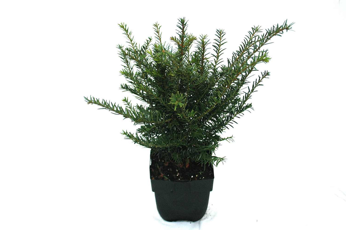 Taxus baccata 60 cm, C2 (2 liters kruka / 17 cm kruka)