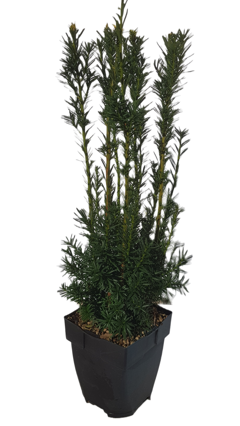Taxus media &
