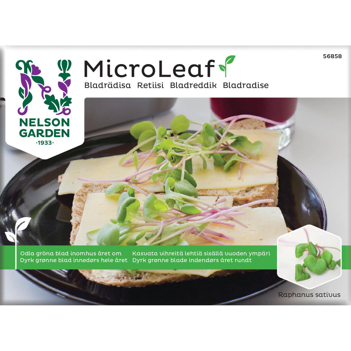 Micro Leaf bladrädisa