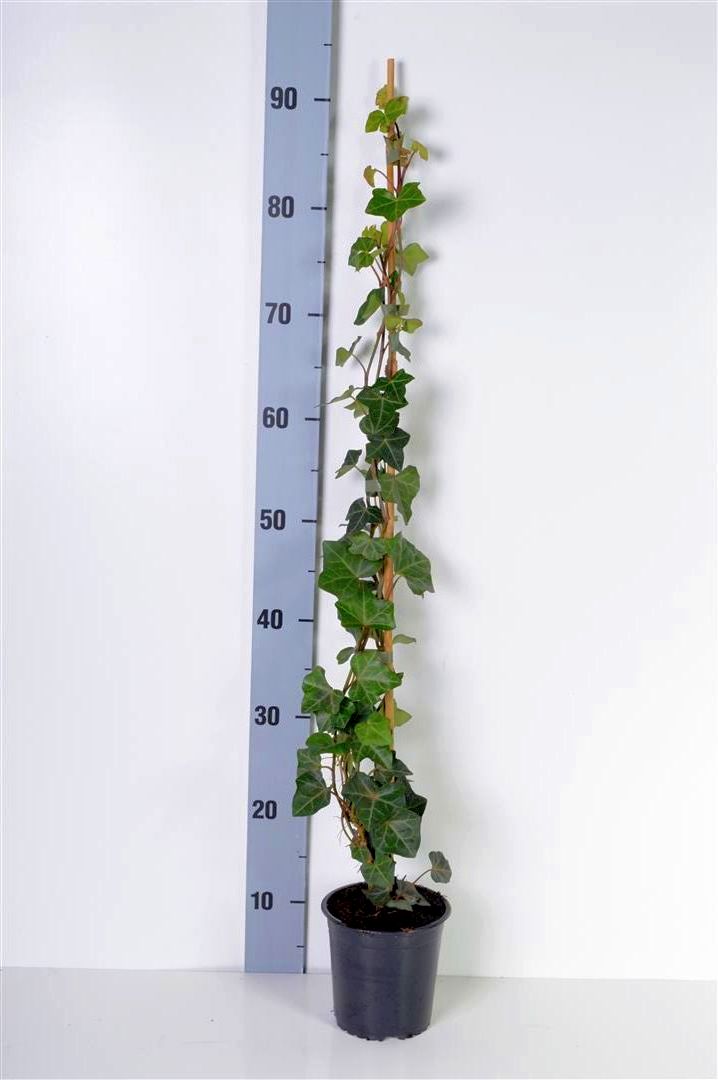 Hedera hibernica 60-80 cm C1 (1 liters kruka / 13 cm kruka)