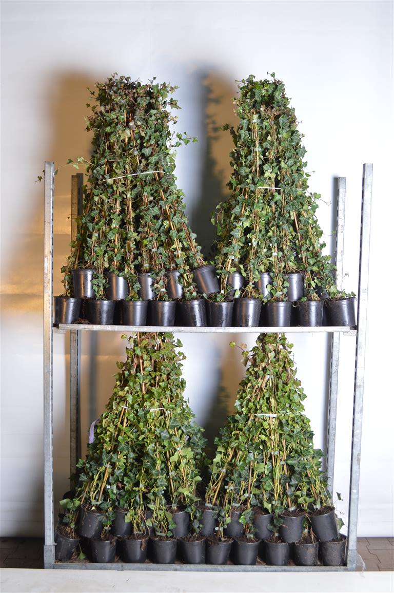 Hedera hibernica C1 (1 liters kruka) / 13 cm kruka 80-100 cm