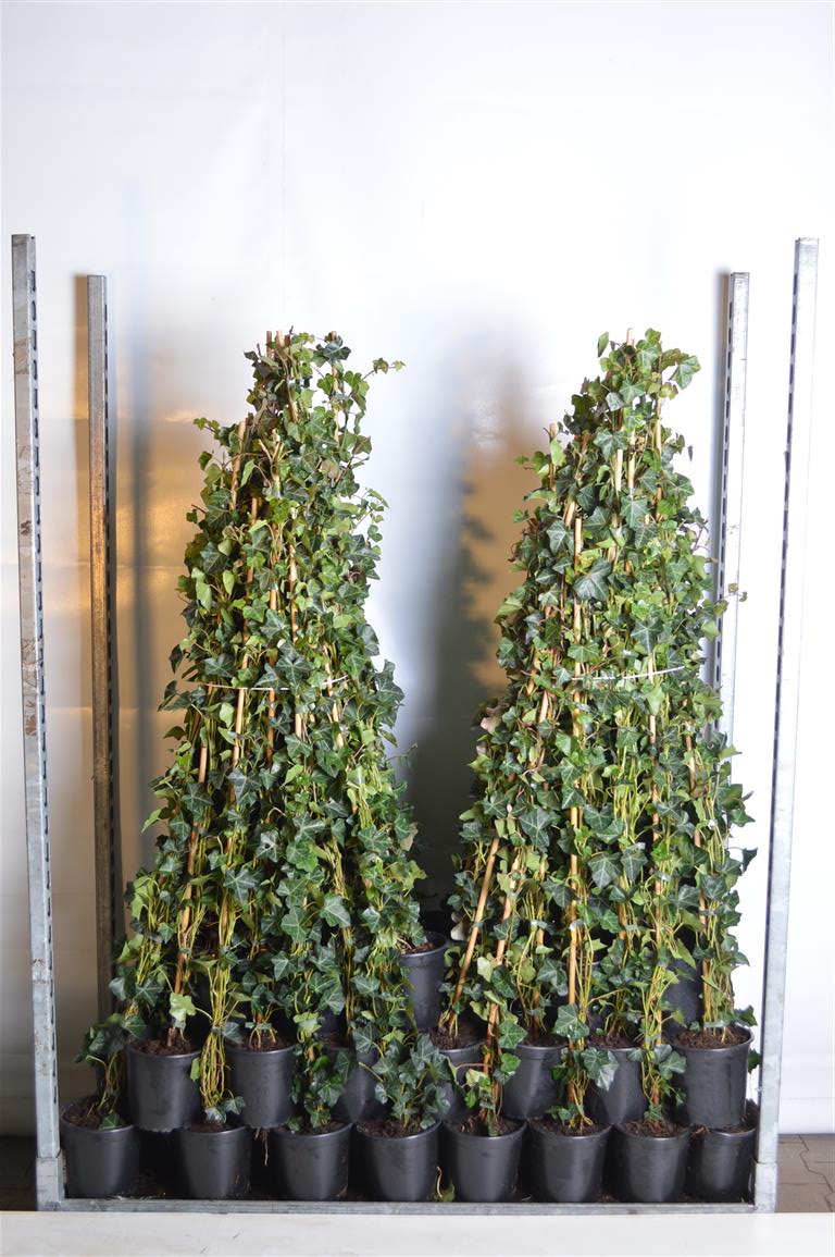 Hedera hibernica 100-125 cm C2 (2 liters kruka)