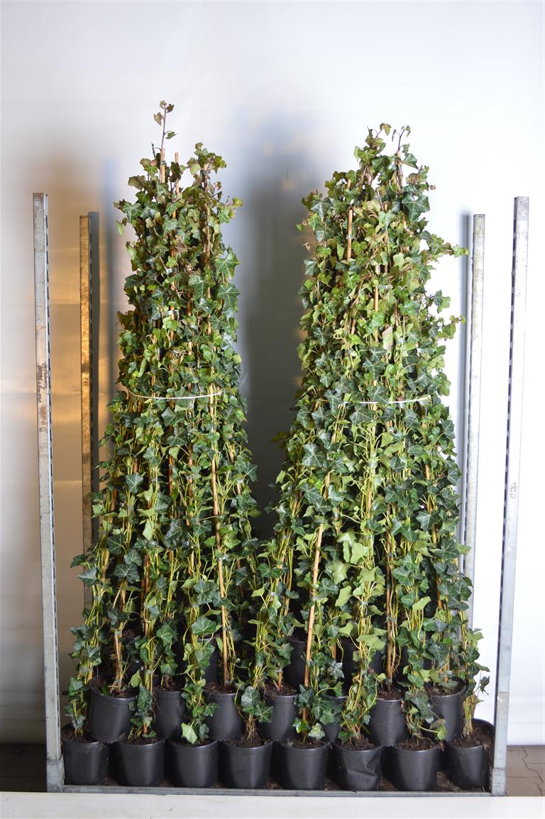 Hedera hibernica 125-150 cm C2 (2 liters kruka)