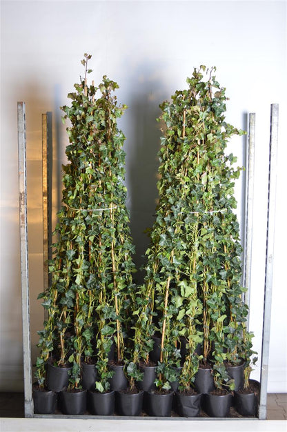 Hedera hibernica 125-150 cm C2 (2 liters kruka)