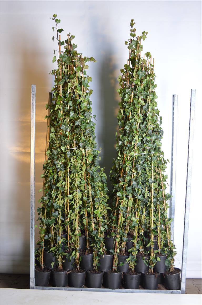 Hedera hibernica 150-175 cm C2 / 17 cm kruka