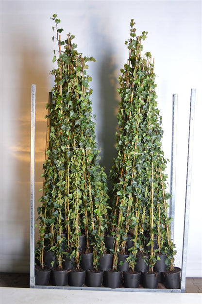 Hedera hibernica 150-175 cm C2 / 17 cm kruka