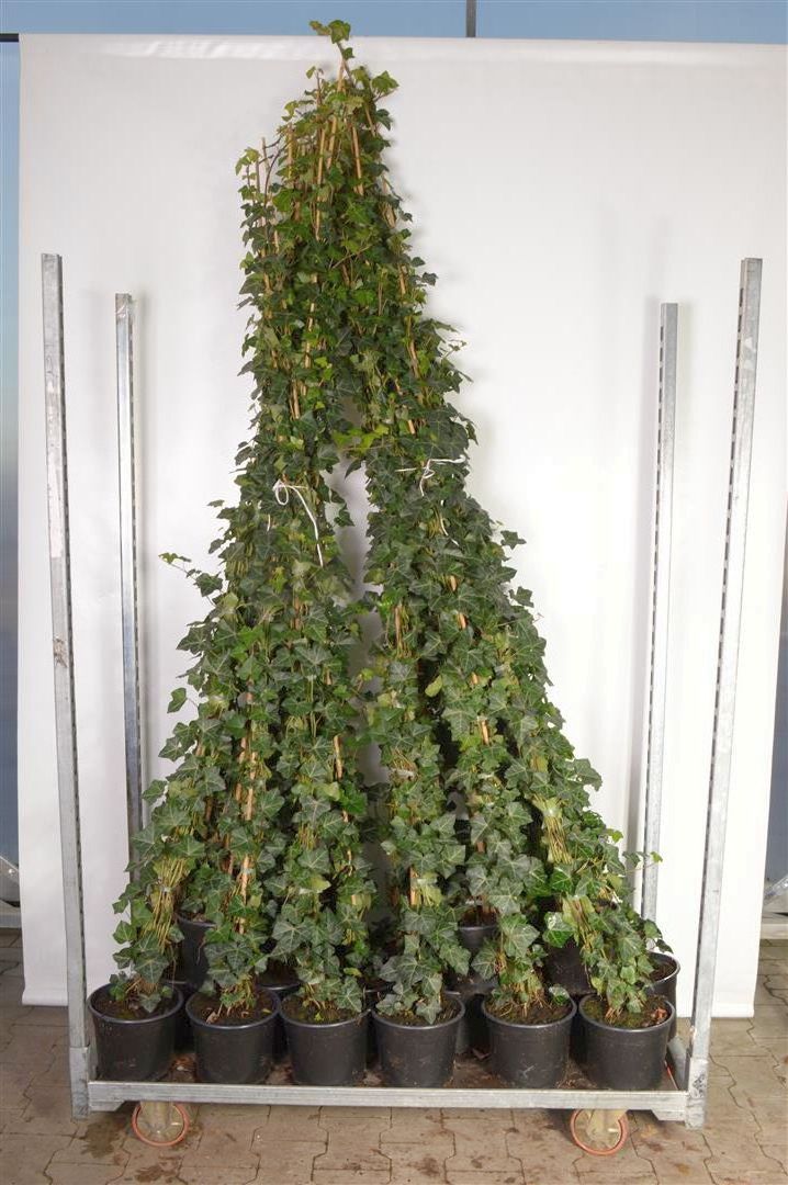 Hedera hibernica 175-250 cm C4 (4 liters kruka)