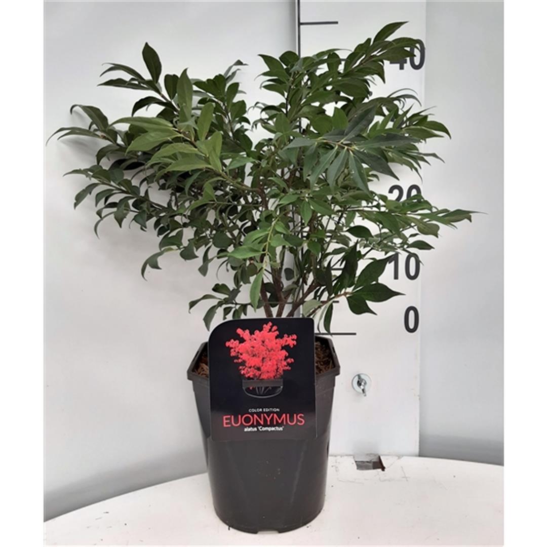 Euonymus alatus &