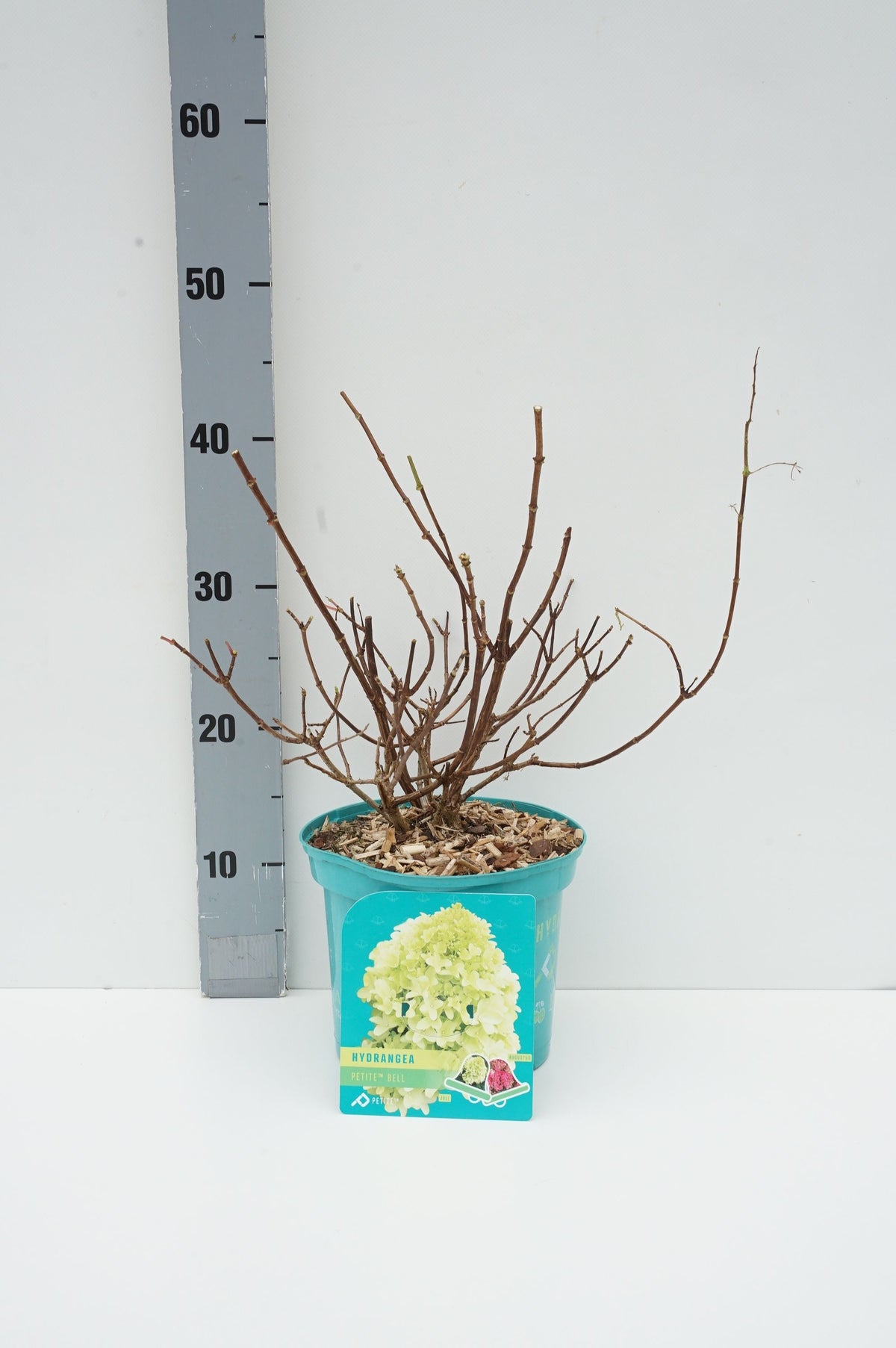 Hydrangea paniculata &