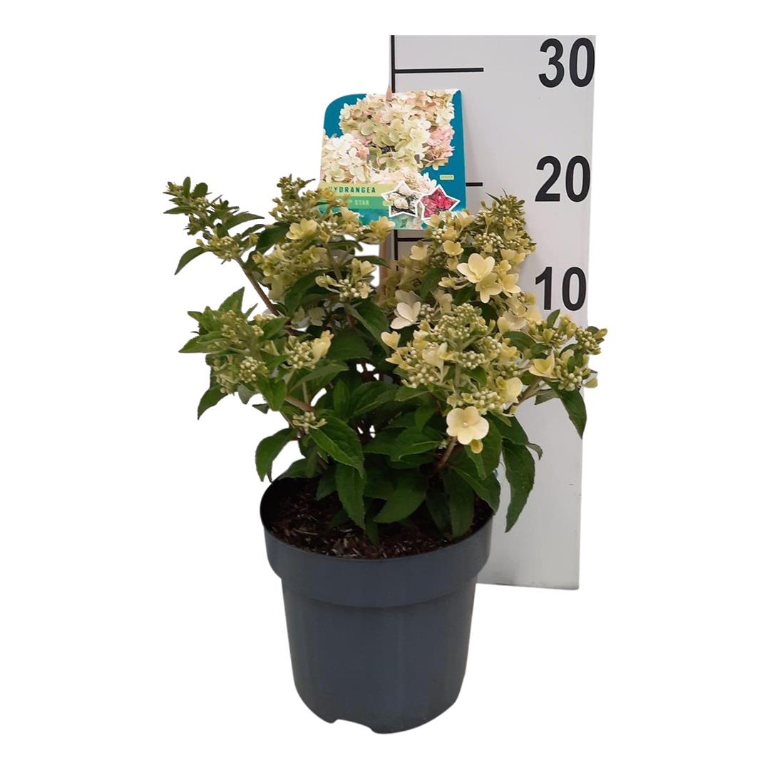 Hydrangea pan. &